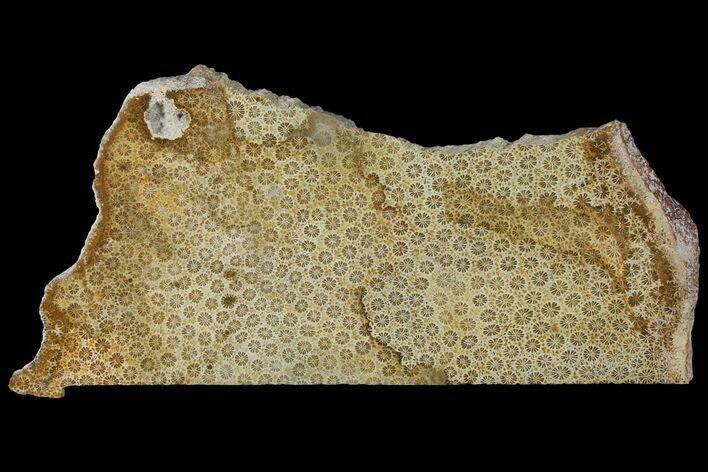 Polished, Fossil Coral Slab - Indonesia #121913